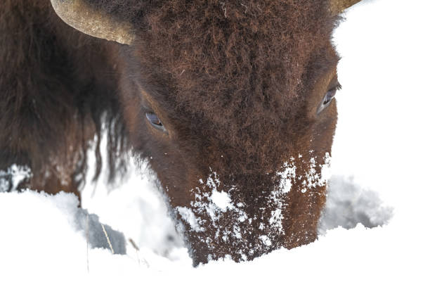 An American Bison Running. spring time