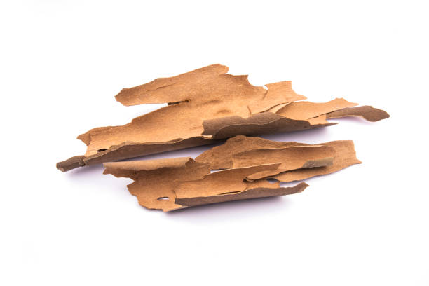 brown dry bark. dried bark on a white background
