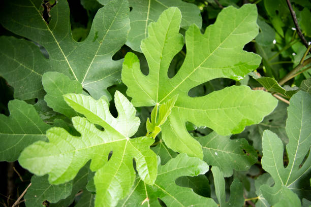 istock close-up fig leaves. green fig leaves 2161382721