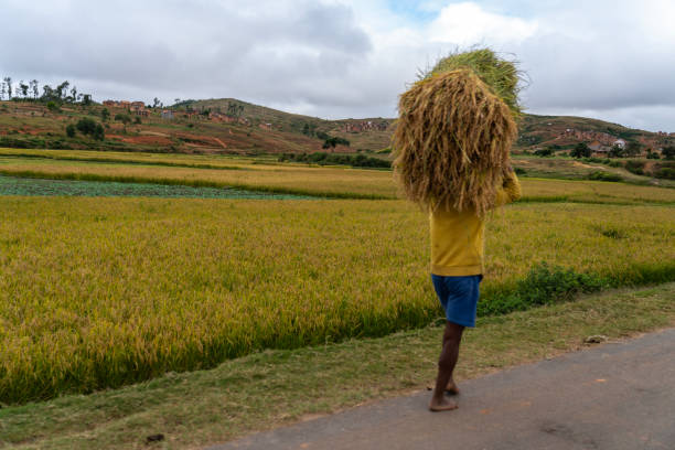 istock One man carry harvested rice on his head, Madagascar 2161382787