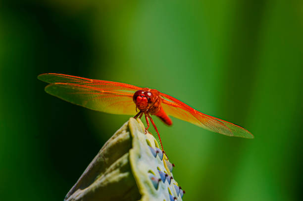 Red-veined Meadowhawk dragonfly resting on a broad leafed plant in a small pond.Taken in Scotts Valley, California, USA.