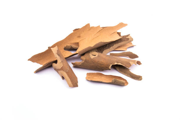 istock dried bark on a white background. brown dry bark 2161383929