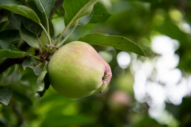 Aroma apple against bokeh background