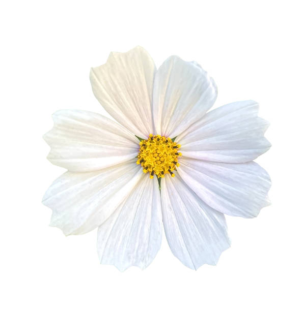 istock White cosmos Flower with Yellow Pollen isolated on white background with clipping path. Beautiful white cosmos flower isolated on white background. 2161384906