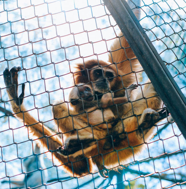 istock Pair of monkeys hugging hanging 2161385554