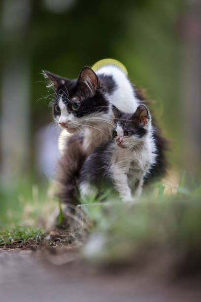 istock Dirty stray cat family. 2161387251