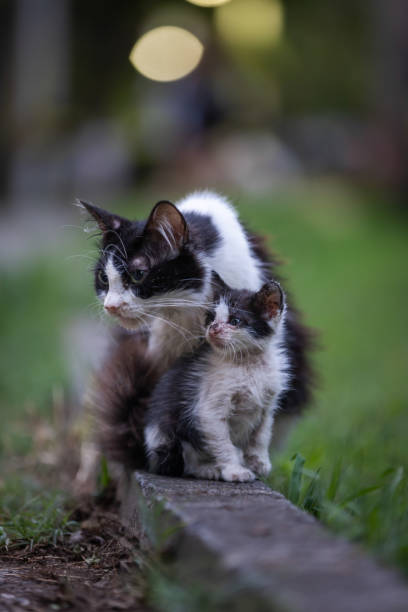istock Dirty stray cat family. 2161387252