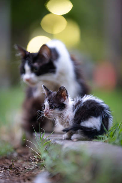 istock Dirty stray cat family. 2161387345