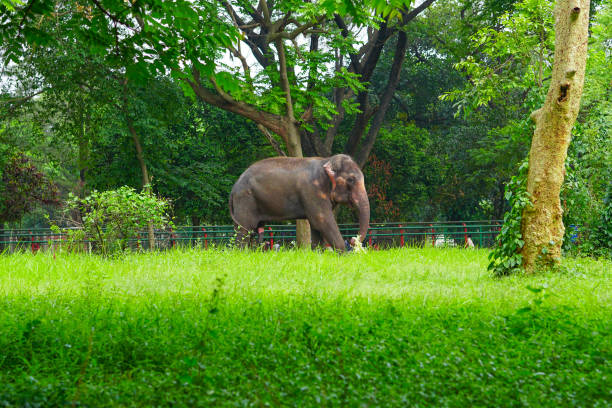 istock Big Elephant Walking In The Green Park 2161390756