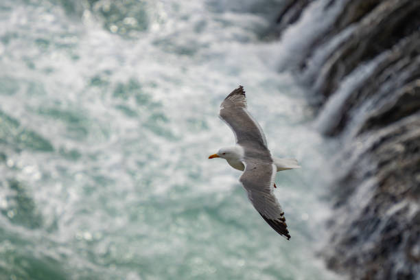 Yellow-Legged Gull With Ocean Background