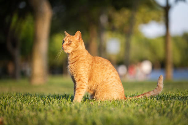 istock Ginger stray cat is sitting on the grass. 2161392139
