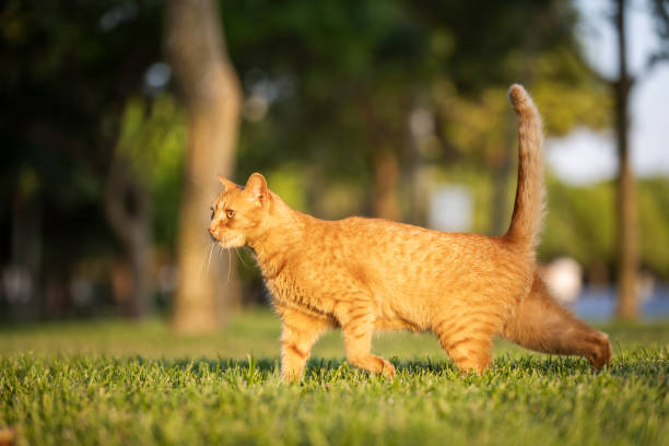 istock Ginger stray cat is walking on the grass. 2161392199