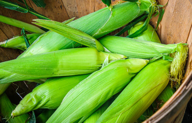 Fresh Ears of Corn Fresh unshucked ears of corn in a wooden basket at a Cape Cod farmers market maize unshucked cob stock pictures, royalty-free photos & images