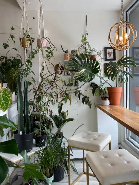 istock houseplants and modern decor in cozy cafe 2161392413