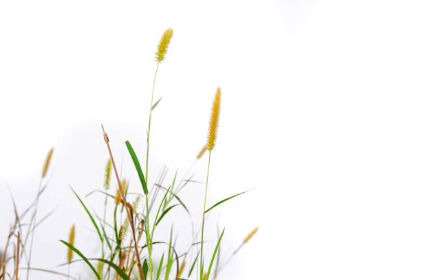 Napier grass plants isolated on white background