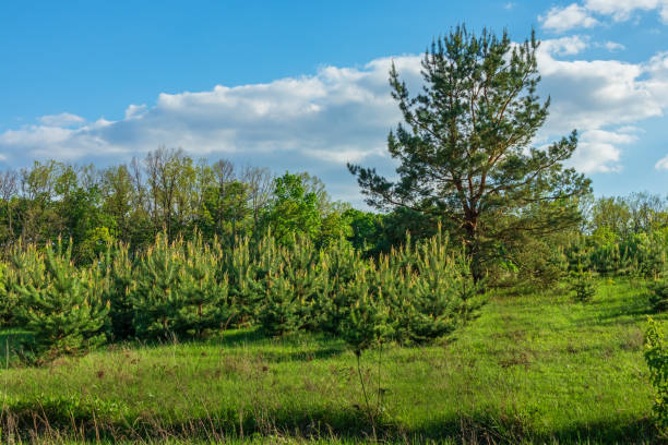 Young trees growing near a large pine tree. Mixed forest nature on a sunny summer day