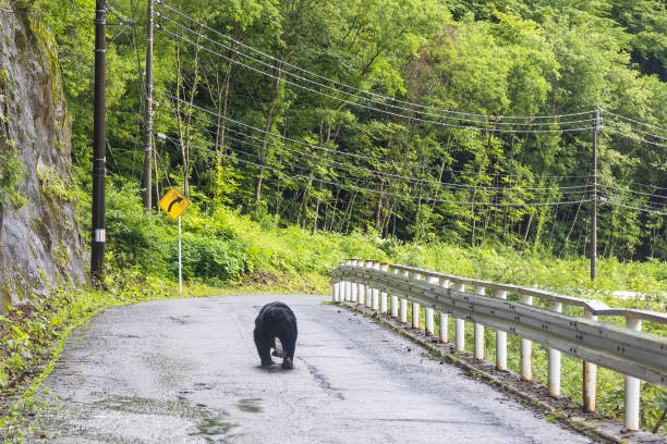 A rear view of a Black Bear walking along a rural mountain road in Shizukuishi, Iwate.