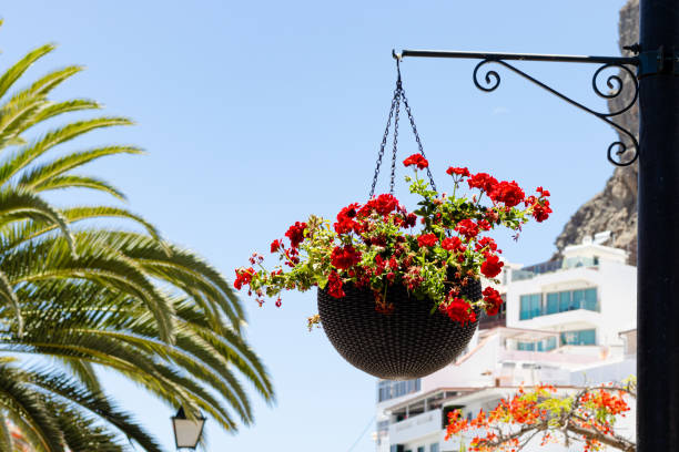 A beautiful calibration bush in a hanging basket. Sunlit geranium in a hanging pot outside on a sunny day in Puerto de Mogan
