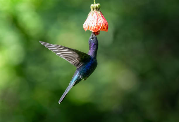 After waiting for hours, got this beautiful shot of this Green violetear hummingbird taking nectar from this hibiscus flower (Japanese Lantern) in Zarcero, Costa Rica.