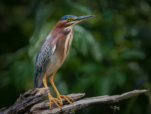 istock Green heron in Costa Rica 2161397042