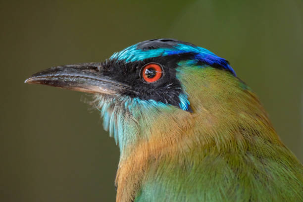 istock Blue-crowned motmot portrait 2161397044