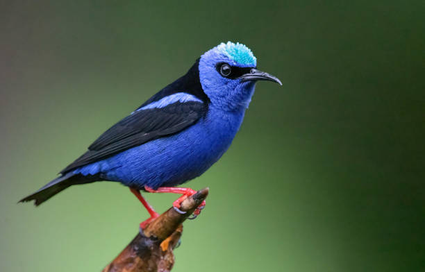 istock Red-legged honeycreeper male 2161397046