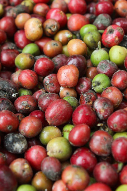 istock texture of harvested red green coffee beans. coffee beans background 2161397687