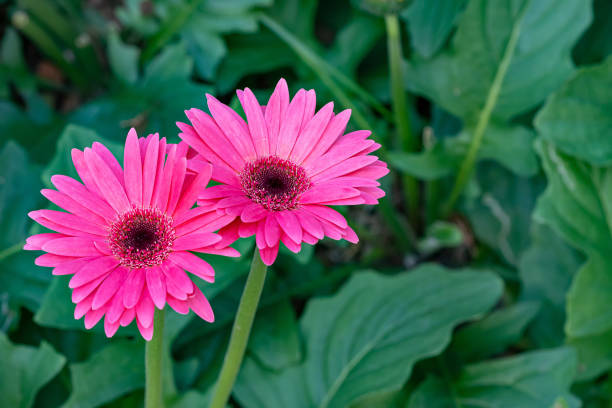 istock Gerbera flowers blooming in the garden. 2161398885