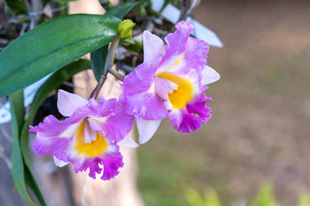 Orchid Flowering Plant of the Family Orchidaceae