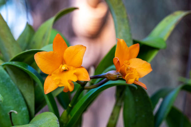 istock Cattleya orchid flowers blooming 2161398890