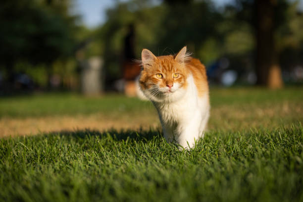 Ginger street cat is walking on the grass in public park.
