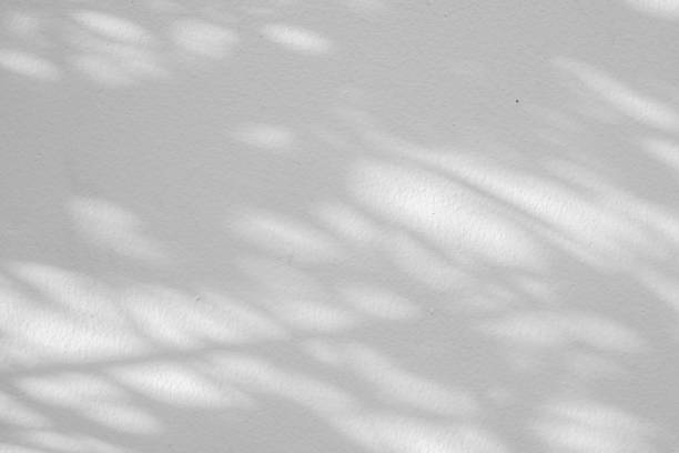 istock Abstract natural tree leaves shadow on white wall background 2161399553