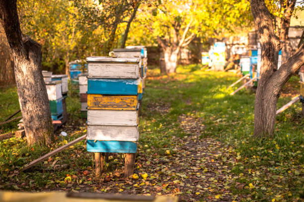 A row of colorful beehives sits in a grassy orchard, surrounded by fallen leaves and tall trees with autumn foliage.
