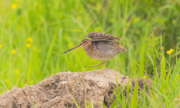 istock Wilson's Snipe On Log With Wings Raised 2161404289