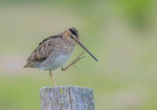 istock Wilson's Snipe With Foot Raised 2161404304