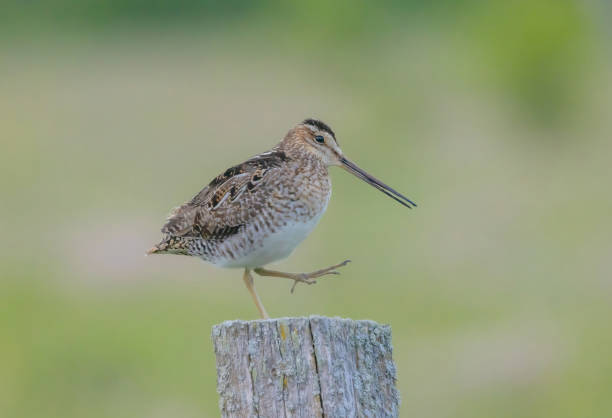 istock Wilson's Snipe With Foot Raised 2161404308