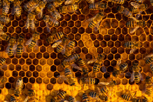 istock Bees sit on honeycombs with honey in a bee frame in a beehive close-up. Beekeeping, sealing honeycombs with wax and pouring honey, breeding and keeping bees 2161406344