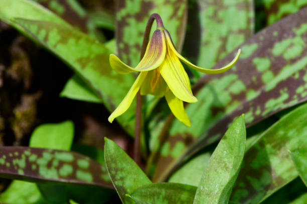A single yellow trout lily blossom in springtime in Litchfield connecticut.