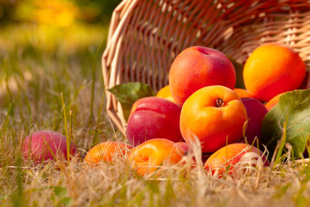 juicy ripe apricots on the grass in garden