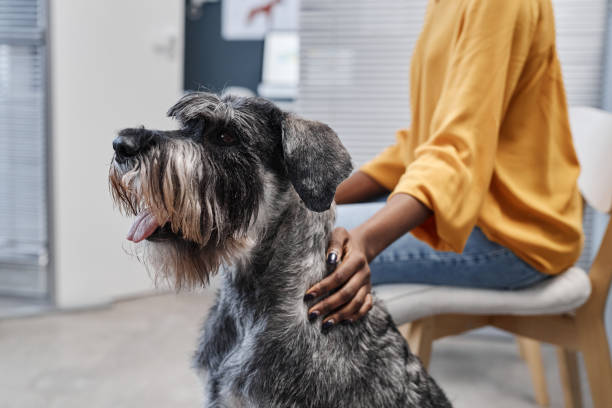Silver Schnauzer Sitting in Doctors Office Side View Side view close up of salt-and-pepper schnauzer dog at vet clinic waiting room with African American female owner in orange sweatshirt petting him grey miniature schnauzer stock pictures, royalty-free photos & images