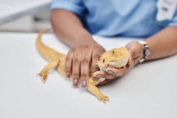 istock Yellow Lizard during Health Check in Clinic 2161409673