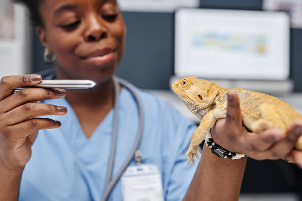 istock Veterinarian Shining Bright Light in Lizards Eye 2161409678