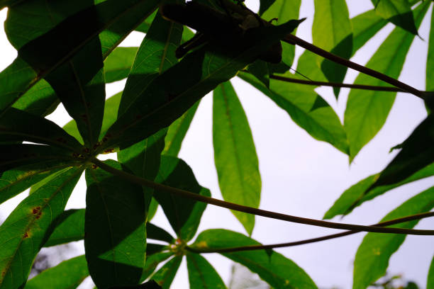 Background of Infected Cassava Leaves. Textured Details of beautiful and exotic Plants in the wild. Graphic Resources. Botanical Photography. Blooming Flowers. Blossom, Flora, Botany.