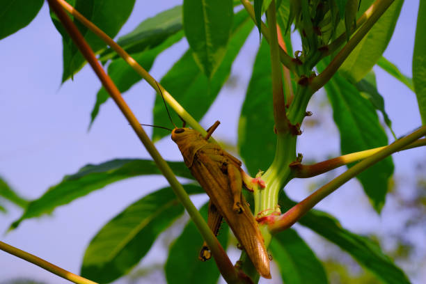 Photograph of Giant grasshopper taking shelter in a cassava tree. Background of beautiful and exotic animals in the wild. Animal Wildlife. Animal Macros. Animal Photography. Macro Photography Concept
