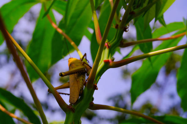 Photograph of Giant grasshopper taking shelter in a cassava tree. Background of beautiful and exotic animals in the wild. Animal Wildlife. Animal Macros. Animal Photography. Macro Photography Concept