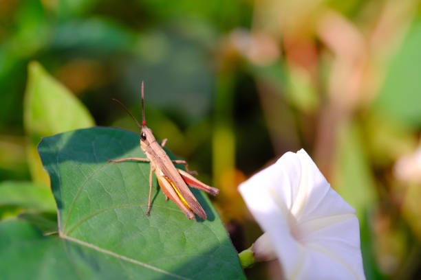 Photograph of brown grasshopper perched near Ipomoea Obscura Flowers. Background of beautiful and exotic animals in the wild. Animal Wildlife. Animal Macros. Animal Photography. Macro Photography
