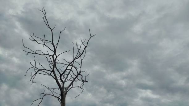 istock The dry tree without leaves in the park during cloudy day 2161411751
