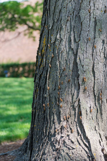 istock Cicadas shell on tree with green nature background 2161412776