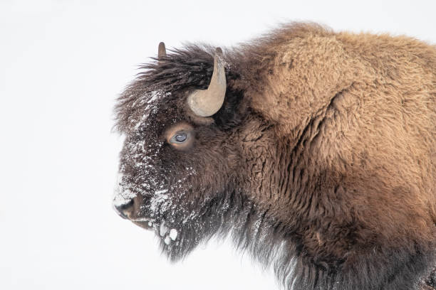 istock Bison or buffalo pushing through deep snow in Yellowstone National Park 2161412953