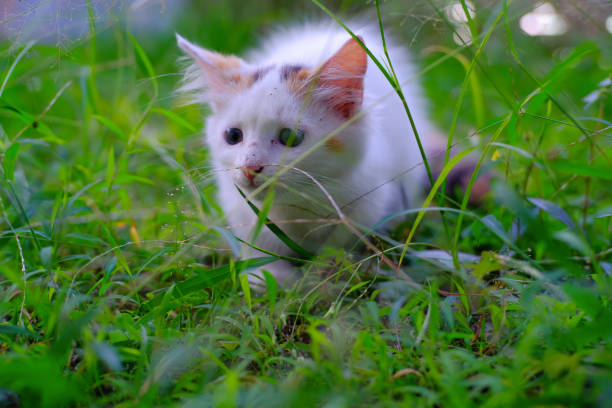 Cute White Kitten sneaking from behind the grass. Pets are playing in the yard. Animal Pets. Fauna Photography. Animal Themes. Furry cats. Graphic Resources. Animal Behavior